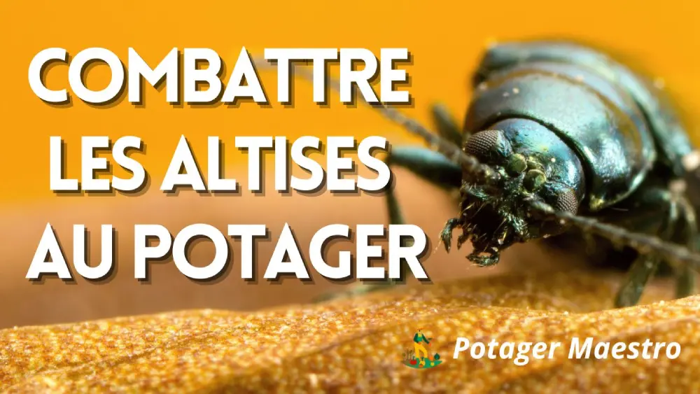 Comment lutter contre les altises au potager ?