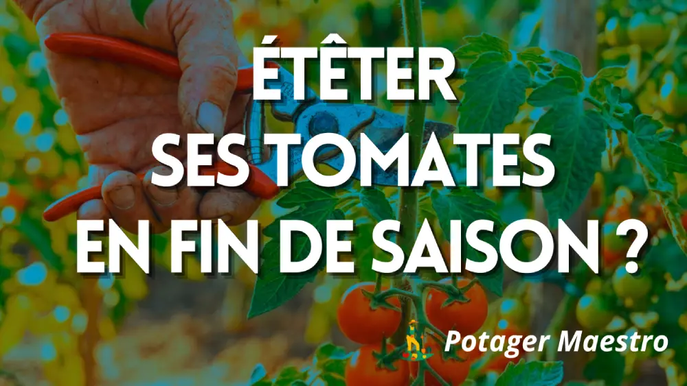 Étêter ses tomates en fin de saison : le guide complet