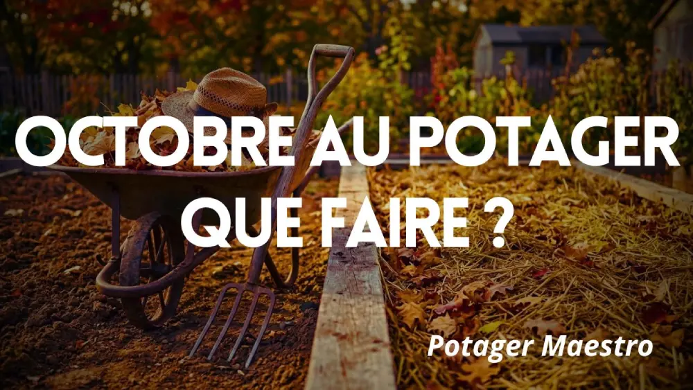 Que faire au potager en octobre ?