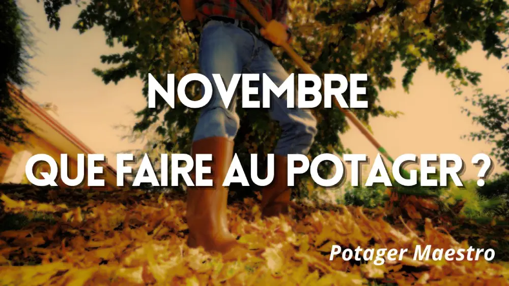 Que faire au potager en novembre ?