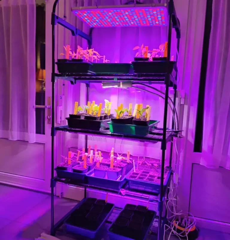 Etagere semis Potager Maestro Étagère de culture indoor avec lampes LED horticoles pour semis de petits pois et légumineuses, agriculture urbaine et jardinage d'intérieur